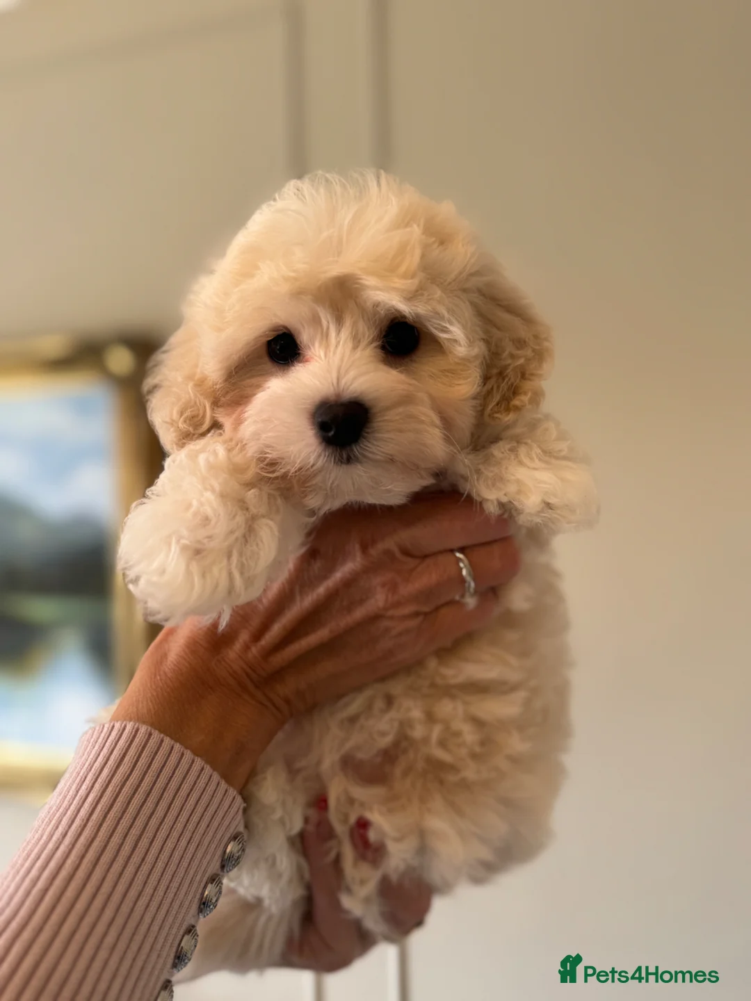 Maltipoo dogs for sale: 💗 Maltipoo Puppy – DNA Clear, Family Raised 💗 - Advert 1