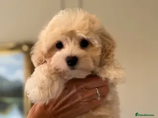 Maltipoo dogs 💗 Maltipoo Puppy – DNA Clear, Family Raised 💗 - Advert 10