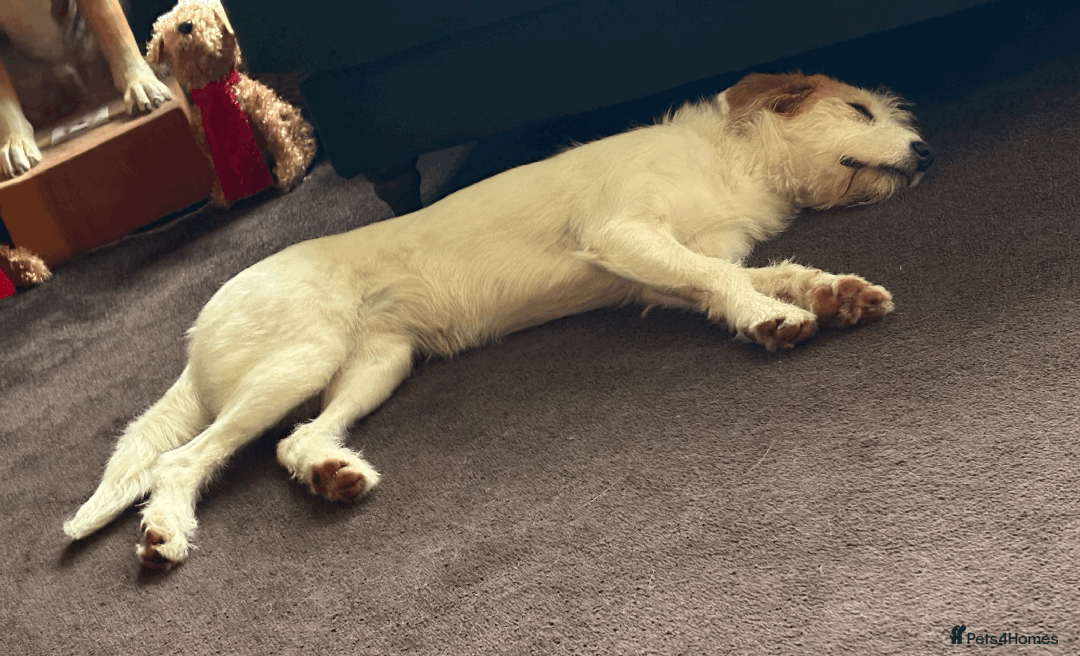 Mixed Breed dogs for sale: Sweet Dorothy looking for her family - Advert 7