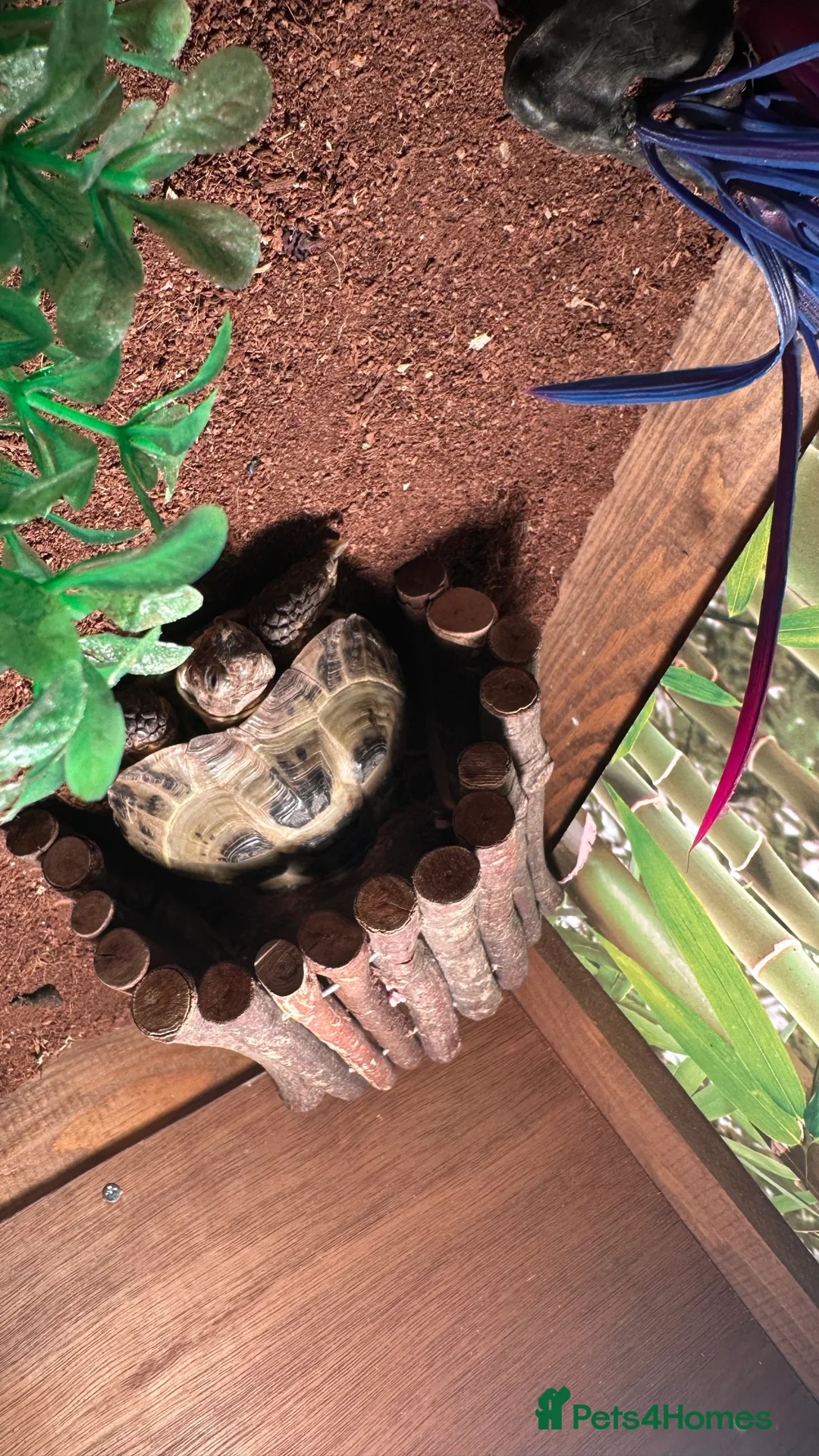 Tortoise reptiles for sale: Ted the tortoise  - Advert 2