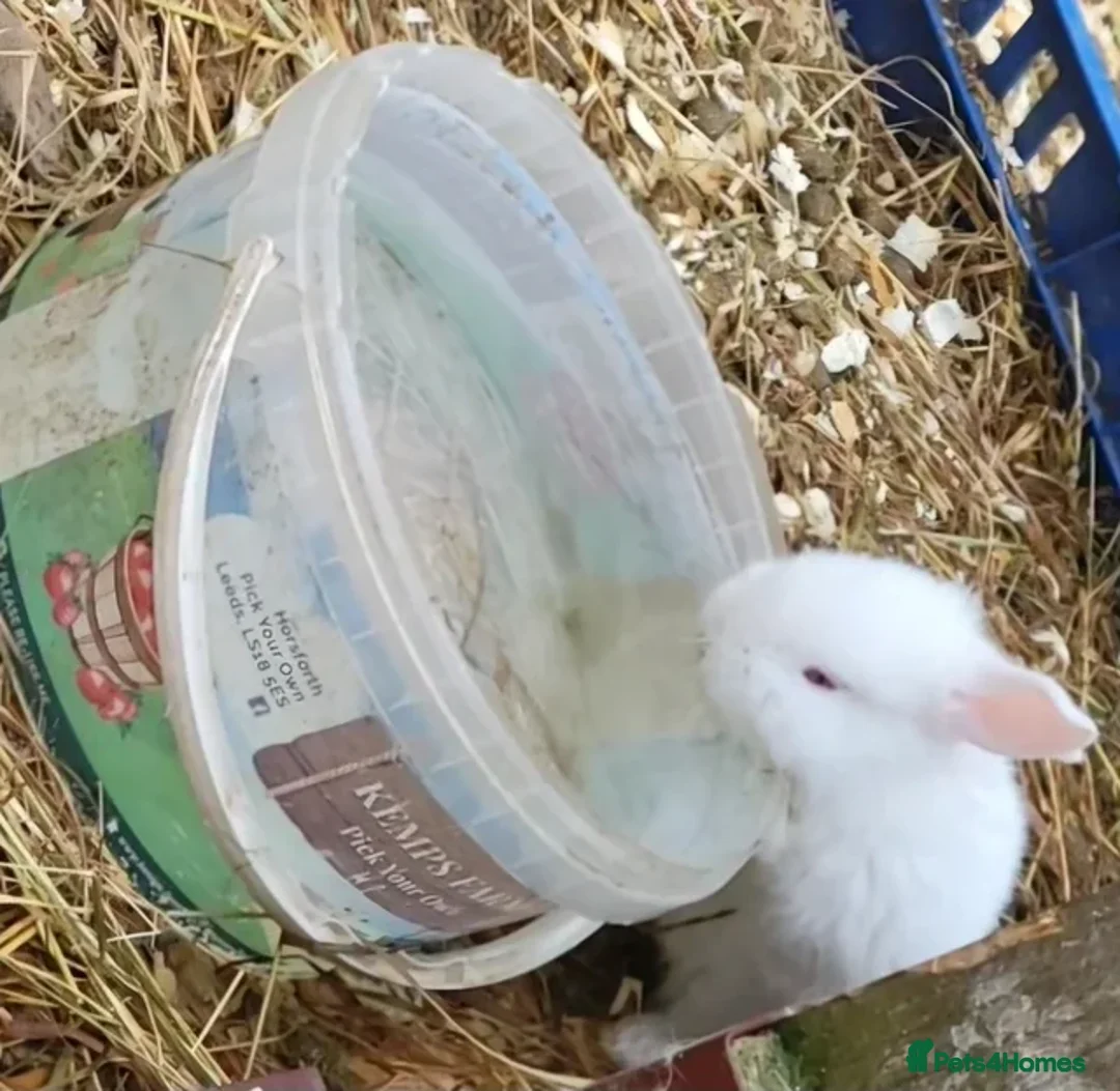 New Zealand rabbits for sale: New Zealand White Rabbits - Advert 1