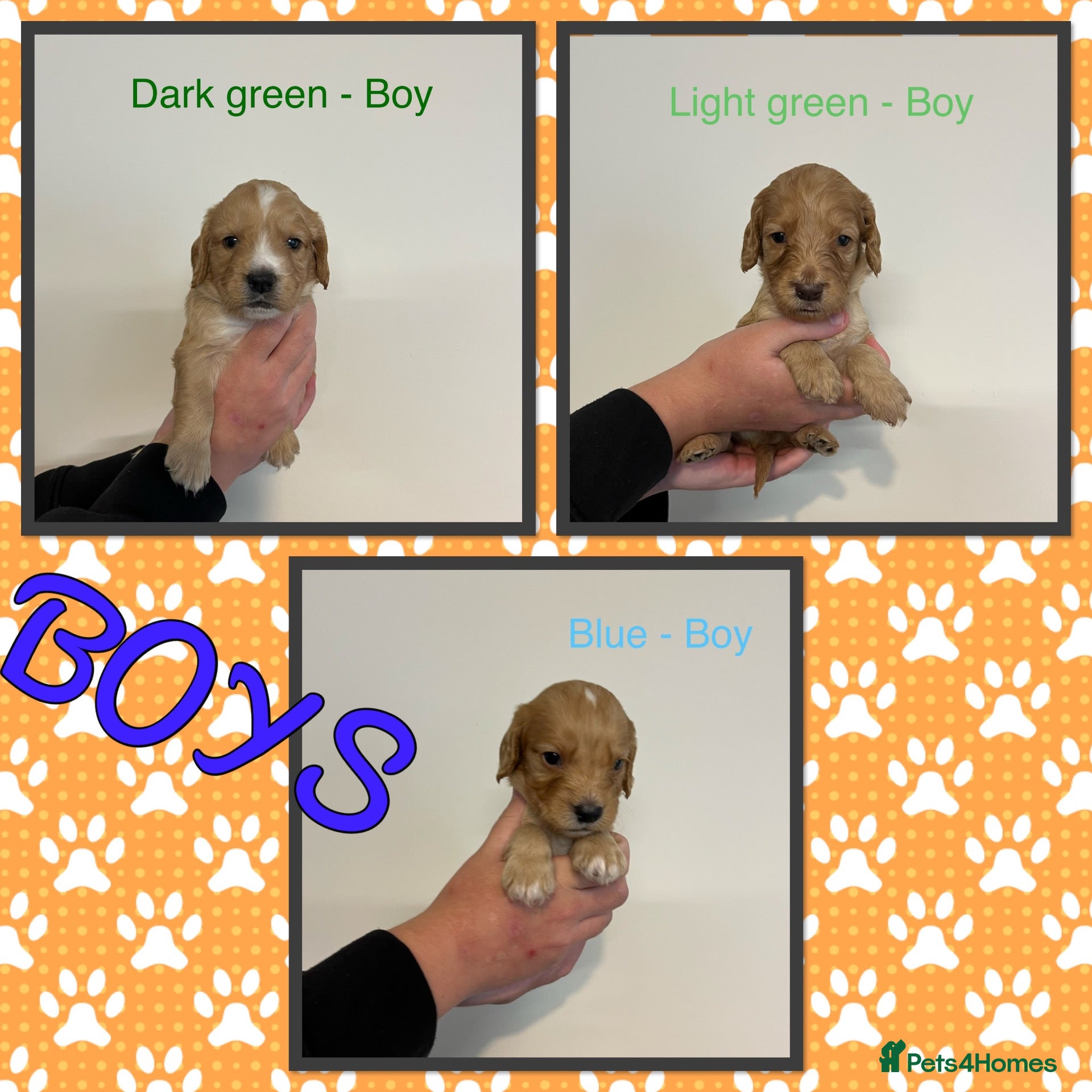 Cockapoo dogs Cockapoos  - Advert 5