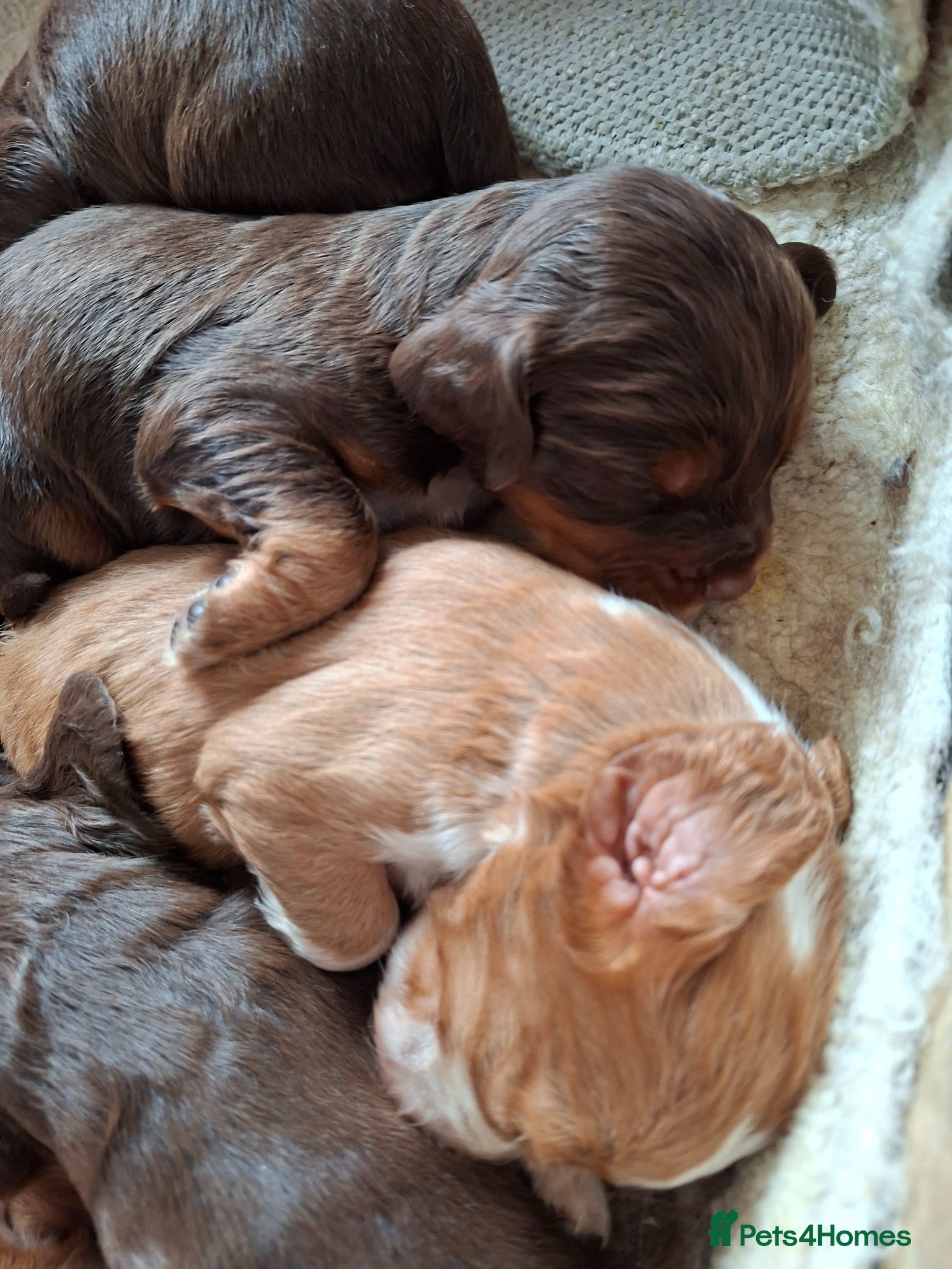 Cocker Spaniel dogs for sale: Cocker spaniel puppies  - Advert 3