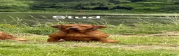 Labrador Retriever dogs for sale: Stunning litter of Fox Red Labrador puppies  - Advert 10