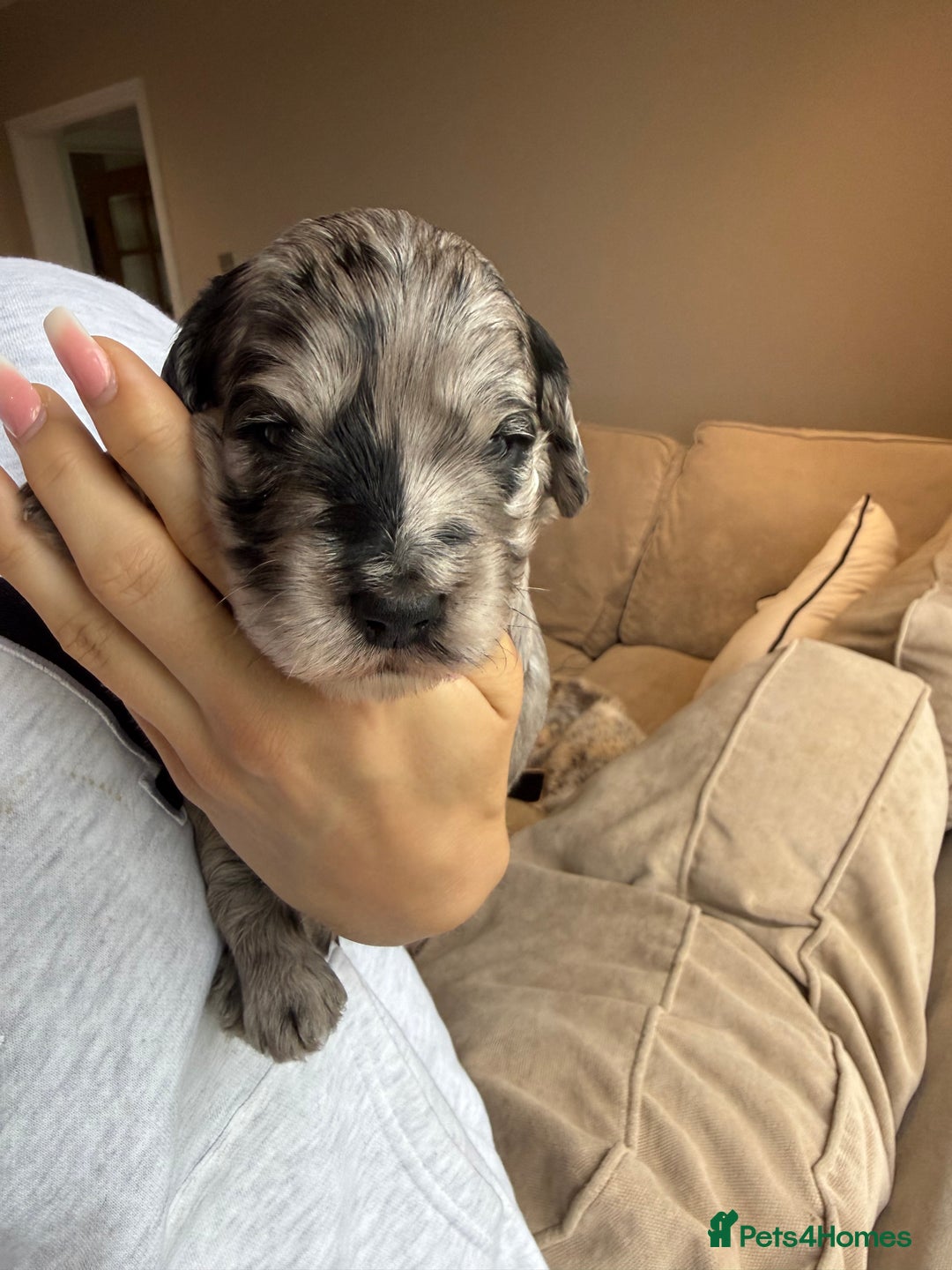 Cockapoo dogs for sale: Merle F1B Cockapoo Puppies - Image 19