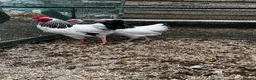 Mixed Breed poultry for sale: Runner Ducks and Bantams - Advert 6