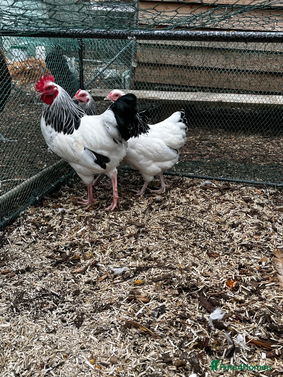 Mixed Breed poultry for sale: Runner Ducks and Bantams - Advert 6