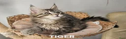 Maine Coon cats for sale: Large Maine Coon kittens regd European bloodline  - Advert 4