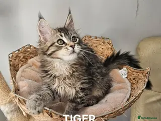 Maine Coon cats Large Maine Coon kittens regd European bloodline - Advert 7