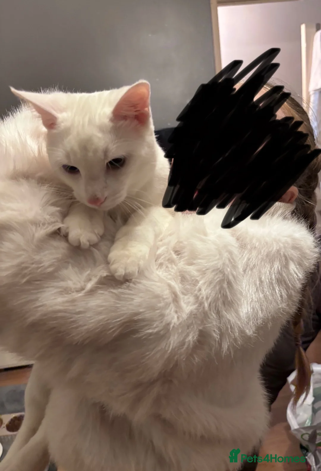 Domestic Shorthair cats for sale:  Loving White Male Cat Looking for a Forever Home in London - Advert 2