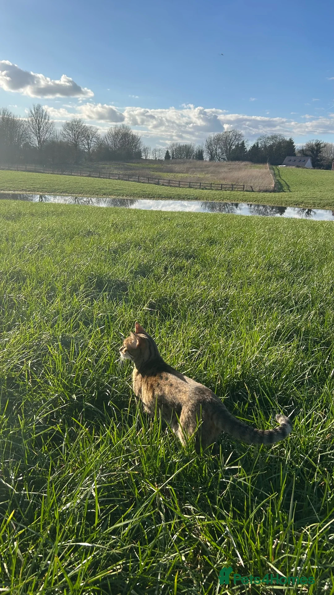 Bengal cats for sale: Tilly  in Whitchurch - Advert 2