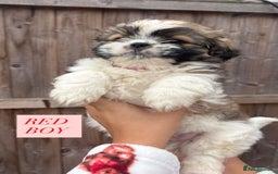 Shih Tzu dogs for sale: Shih tzu  - Image 5