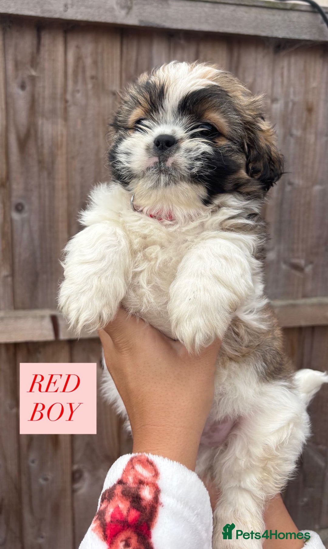 Shih Tzu dogs for sale: Shih tzu  - Image 5