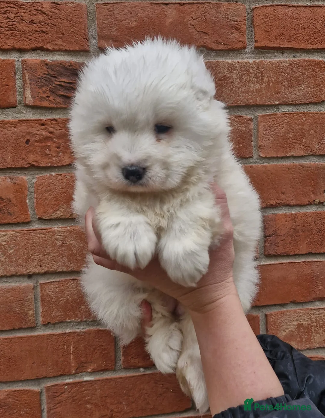 Samoyed dogs for sale: A beautiful little Samoyed girl for sale in Ashbourne - Advert 27