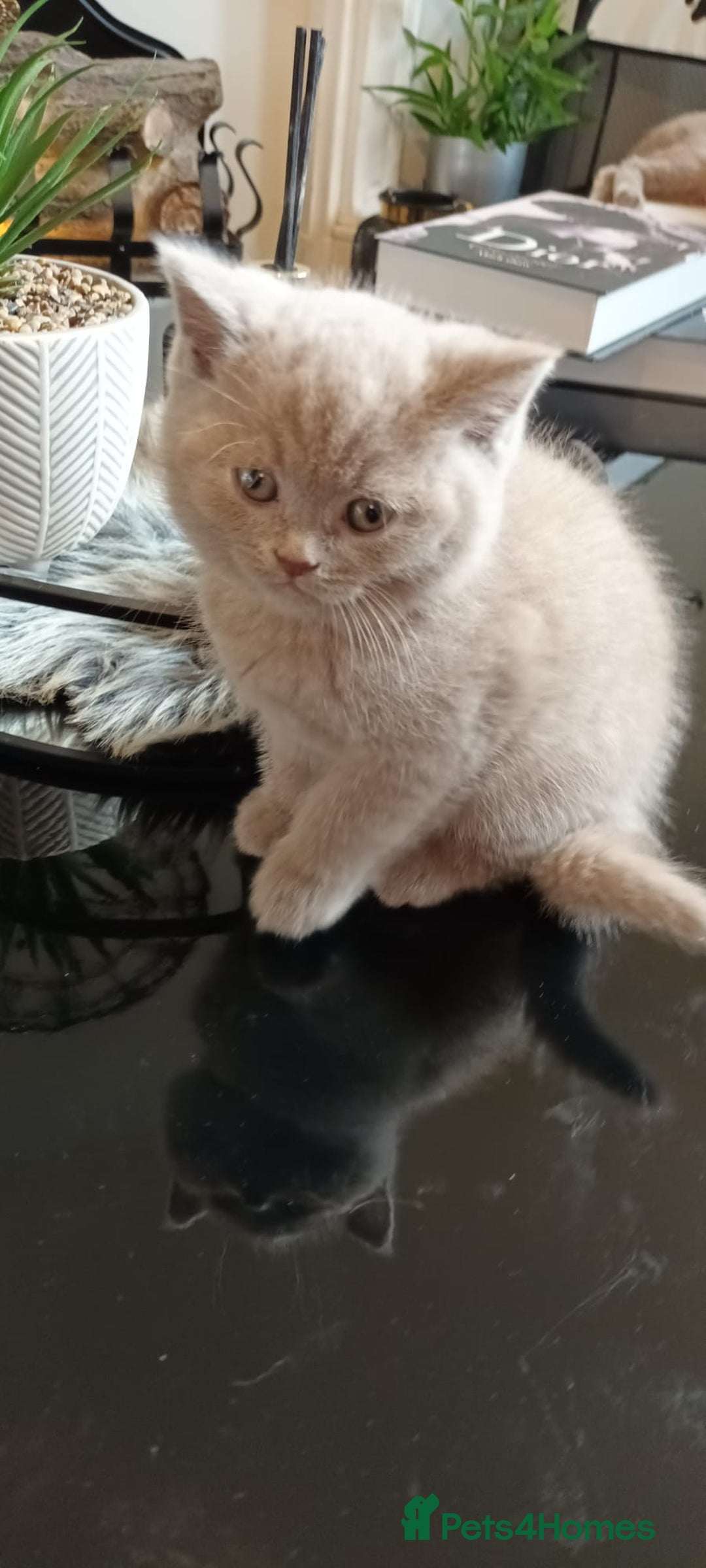 British Shorthair cats for sale: STUNNING BSH LILAC KITTENS 3 MALES/1 FEMALE  - Advert 4