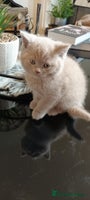 British Shorthair cats STUNNING BSH LILAC KITTENS 3 MALES/1 FEMALE - Advert 11