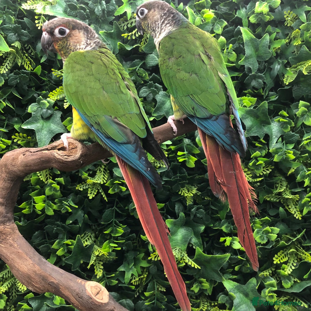 Conures birds for sale: Conures - Advert 2