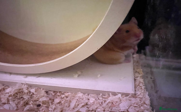 Hamster rodents - Advert 6