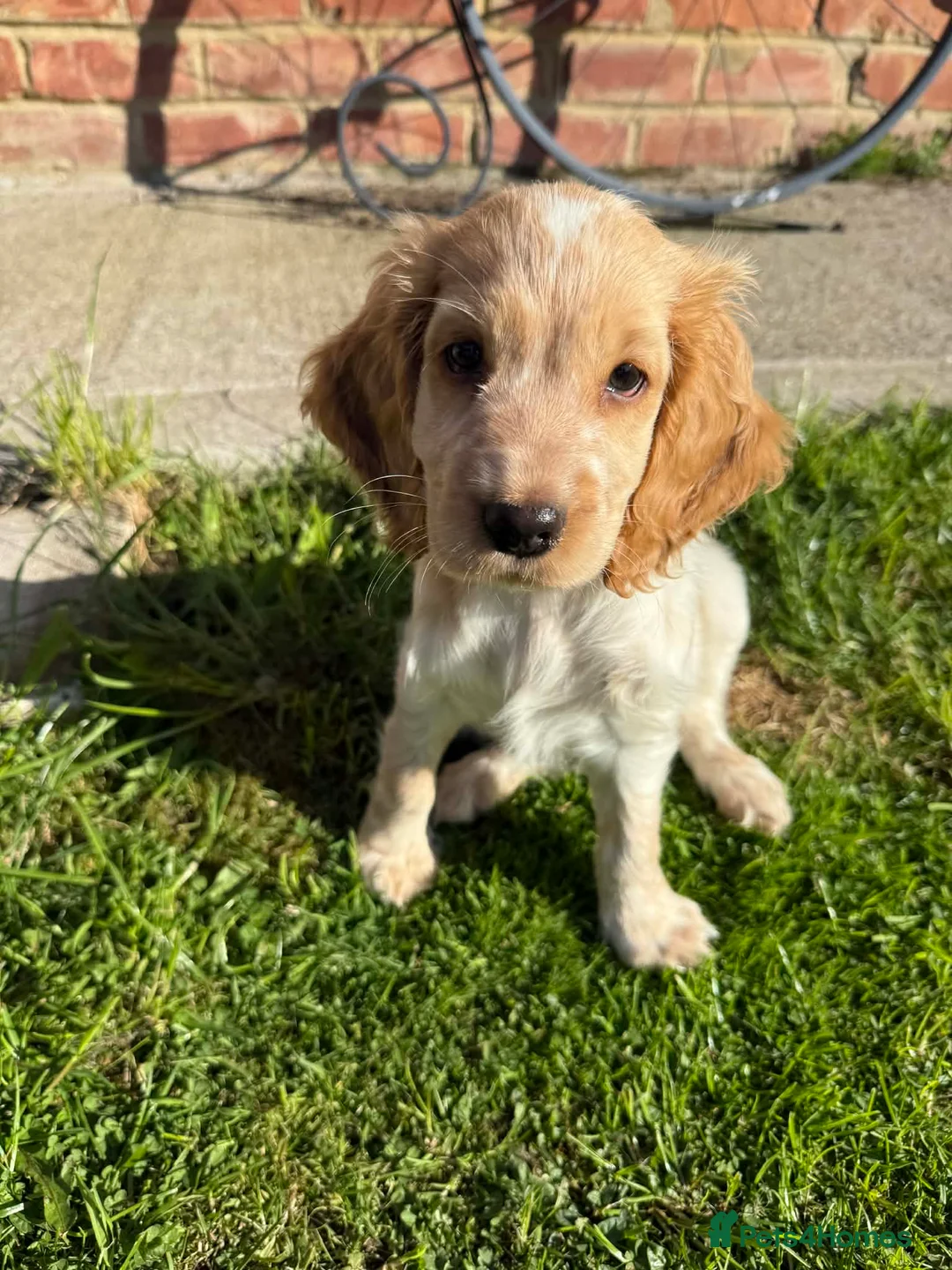 Sprocker dogs for sale: Sproker  - Advert 1