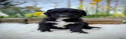 Sheepadoodle dogs for sale: F1 Sheepadoodle Puppies | 5* Licensed Breeder - Advert 38