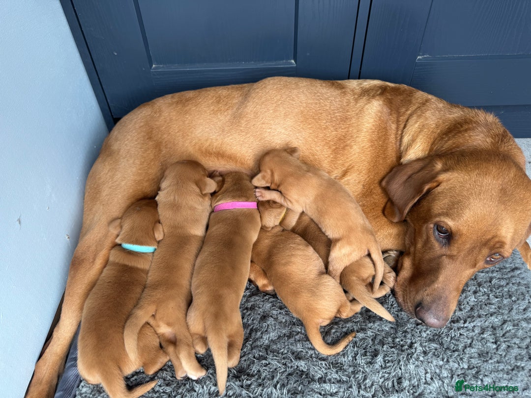 Labrador Retriever dogs for sale: KC registered Fox Red Labrador puppies  - Image 17