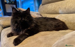 Maine Coon cats for sale: Active registered polydactyl girl  - Image 6