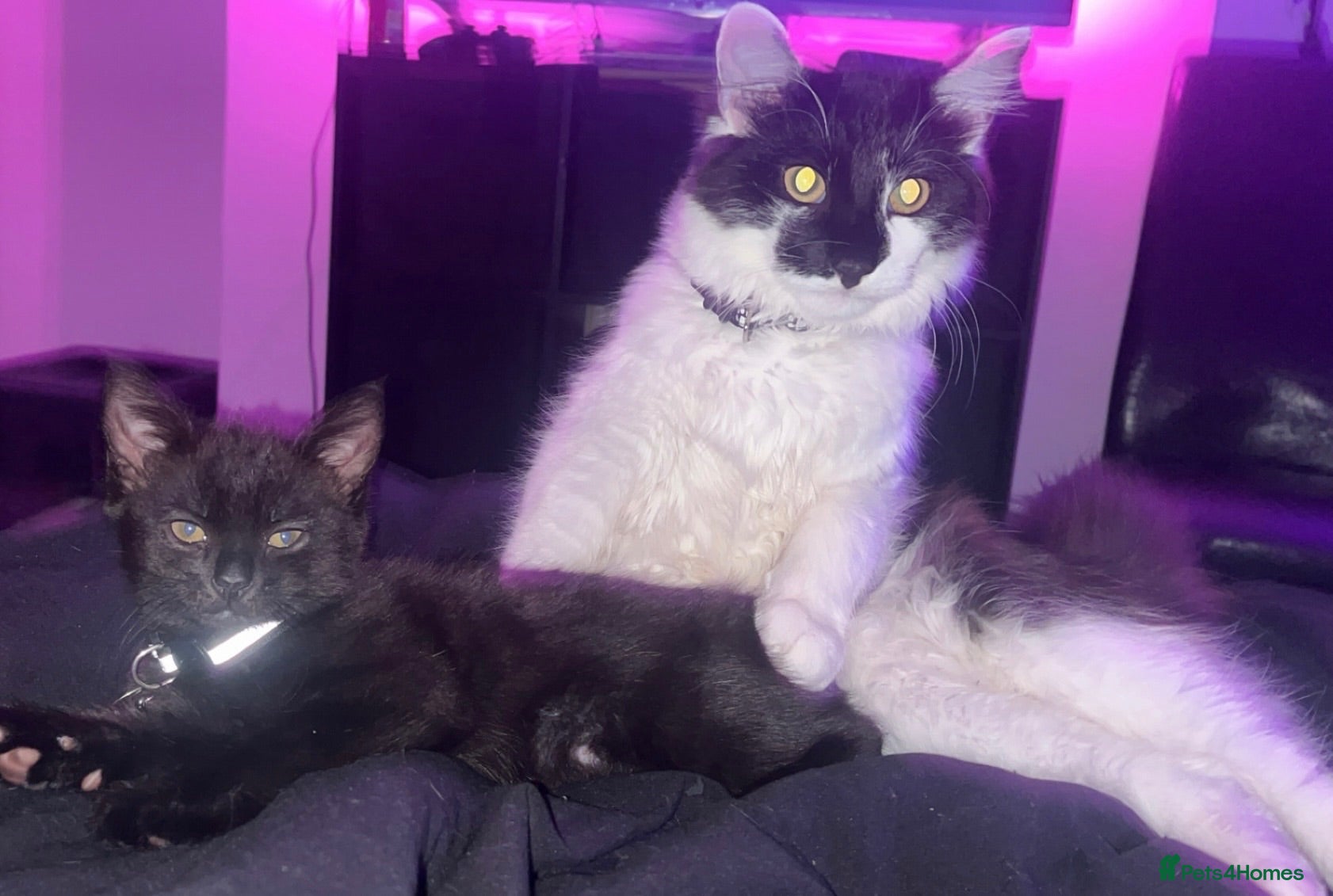 Mixed Breed cats Juna and Rio - Advert 6