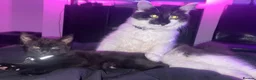 Mixed Breed cats for sale: Juna and Rio in London - Advert 1