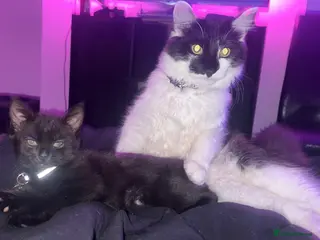 Mixed Breed cats Juna and Rio - Advert 4