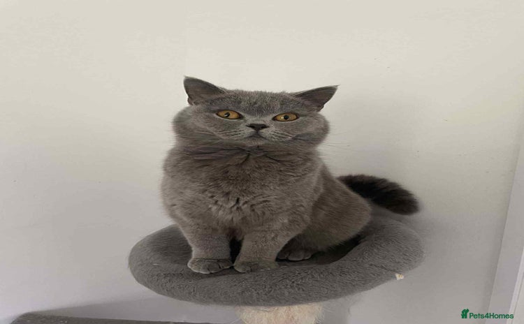 British Shorthair cats - Advert 7
