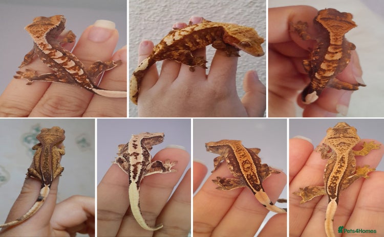 Gecko reptiles - Advert 5