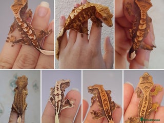 Gecko reptiles - Advert 9