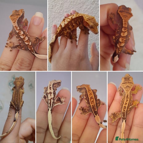 Gecko reptiles - Advert 5