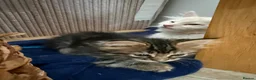 Maine Coon cats for sale: Maine coon cross kittens - Advert 8