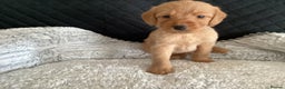 Mixed Breed dogs for sale: One gorgeous boy and girl left  - Advert 17