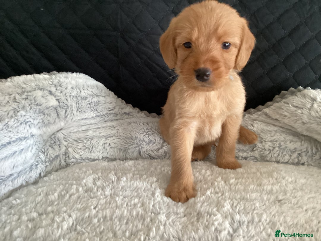 Mixed Breed dogs for sale: One gorgeous boy and girl left  - Advert 17