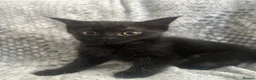 Burmese cats for sale: 🐾 Burmese x British shorthair kittens 🐾 - Advert 10