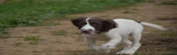 English Springer Spaniel dogs for sale: Working English springer spaniels  - Advert 33