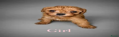 Cavapoo 5