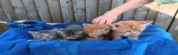 Mixed Breed cats for sale: Kittens for new homes in Ilminster - Advert 6