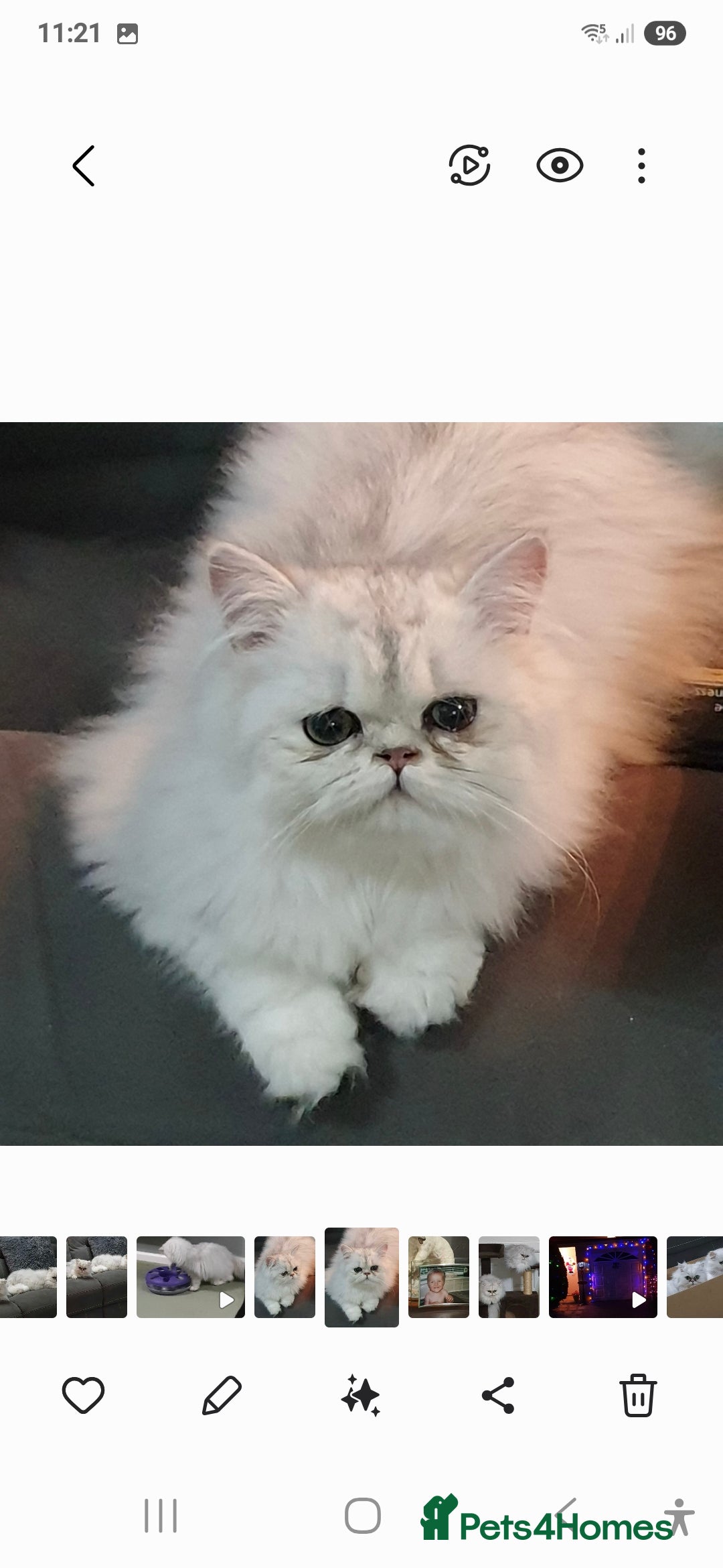 Persian cats for stud: Chinchilla Persian Stud Cat in Billingshurst - Advert 2