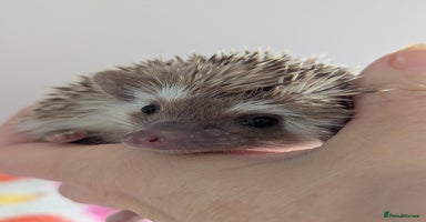 Pygmy Hedgehog rodents - Advert 7