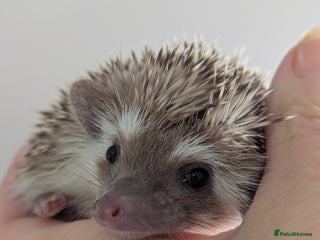 Pygmy Hedgehog rodents - Advert 1