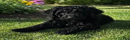 Cockapoo dogs for sale: 🐾REHOMED 🐾 Beautiful Black F1b Cockapoo 🖤 - Advert 1