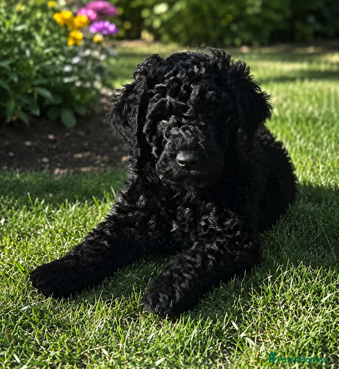 Cockapoo dogs for sale: 🐾REHOMED 🐾 Beautiful Black F1b Cockapoo 🖤 - Advert 1