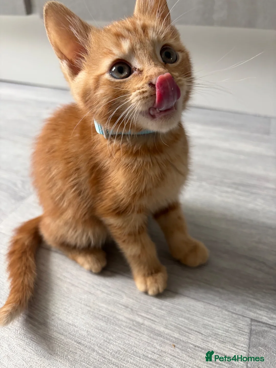 British Shorthair cats for sale: Little Teddy is sadly up for adoption  in Birmingham - Advert 4