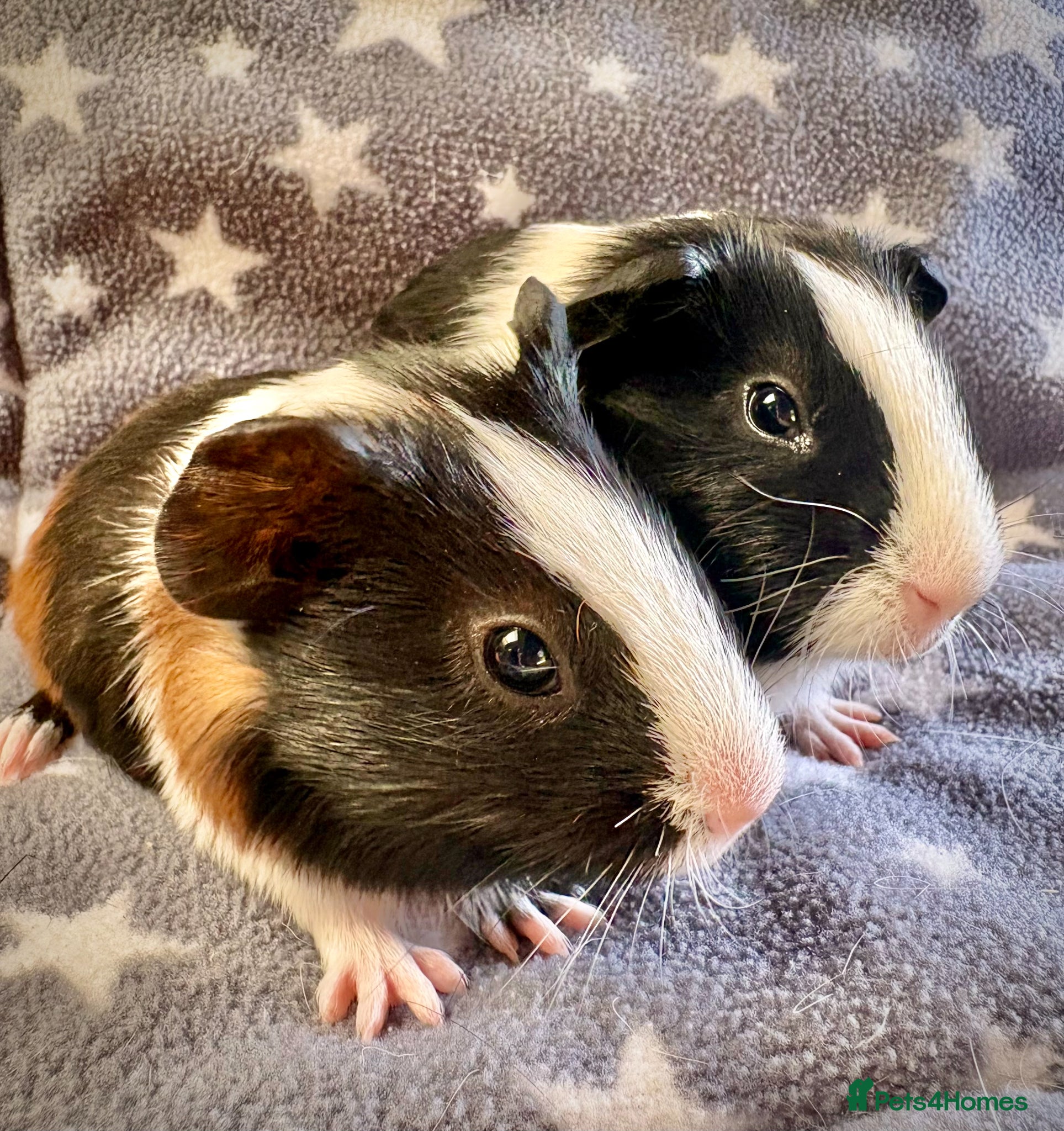 Guinea Pig rodents for sale: A Pair of Adorable Baby Guinea Pigs - Advert 1