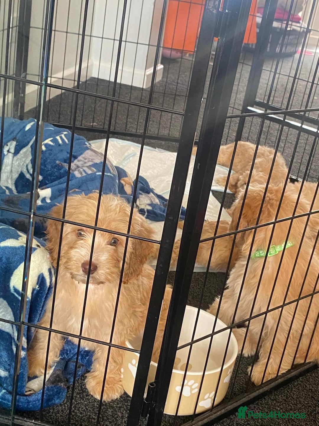 Cockapoo dogs for sale: STUNNING F1 COCKAPOO PUPPIES  - Image 7