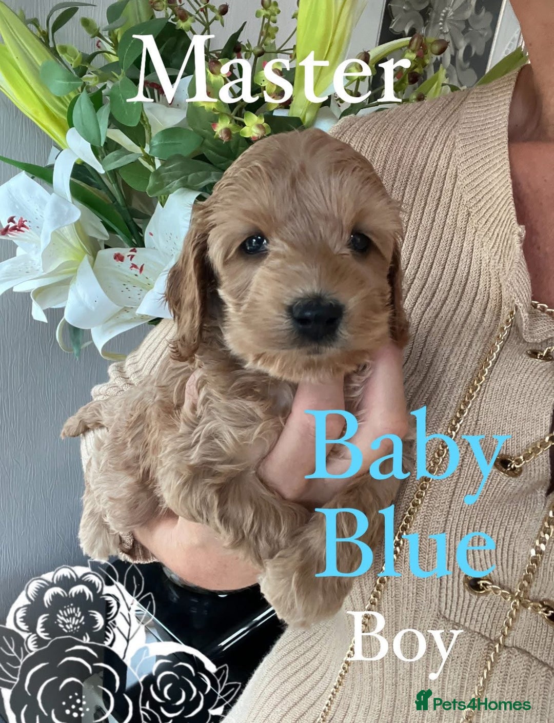 Cockapoo dogs for sale: F1 Cockapoo’s DNA Health Tested Parents - Image 28