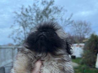 Pekingese dogs KC registered last Pekingese’s puppy - Advert 1